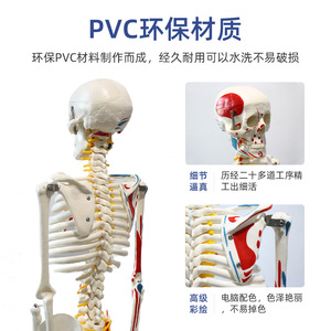 Modèle de squelette humain de 85 cm FRT009 en PVC, avec points d'origine et d'insertion musculaire verticaux, spécimen médical - Product Image 3
