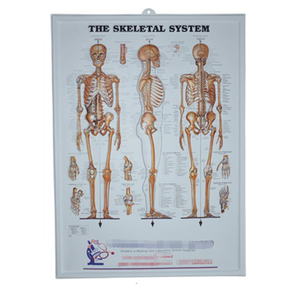 Pósteres médicos de pvc 3d, carteles médicos de promoción de regalo, tabla de anatomía médica en relieve - Product Image 1