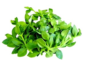 Polvo de Andrographis <span class=keywords><strong>Paniculata</strong></span> de Alta Pureza y Contenido, Polvo de Chuanxinlian, Grado Alimenticio Natural Puro - Product Image 3