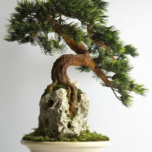 Haute Simulation Chinois Zen Intérieur Modèle Chambre <span class=keywords><strong>Suspension</strong></span> Ornements Bienvenue Pin Thuja Plante Verte Intérieur <span class=keywords><strong>Suspension</strong></span> En Plastique - Product Image 4