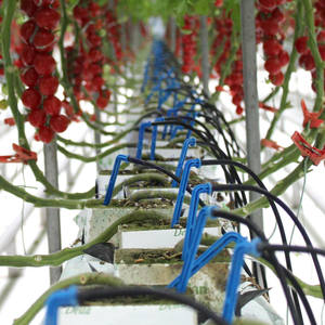 Serra commerciale del tunnel del polytunnel agricolo per il pomodoro del fungo con il sistema di raffreddamento idroponico - Product Image 6
