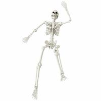 Modèle de squelette humain grandeur nature 165 cm, articulations flexibles, accessoire de décoration pour fête d'Halloween