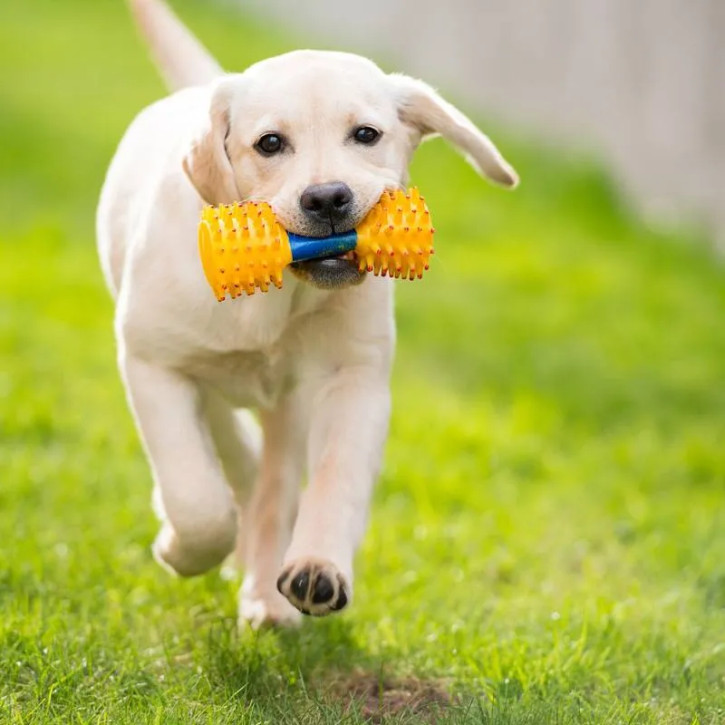 Tapis d'herbe artificielle pour chien Tapis d'entraînement au pot pour chien Gazon pour animaux de compagnie Revêtement de sol intérieur et extérieur Paillasson en fausse herbe Facile à nettoyer