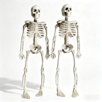 Mini-squelette en plastique pour décoration d'Halloween, modèle de crâne réaliste de 15 cm pour décoration de fête suspendue et accessoires pédagogiques