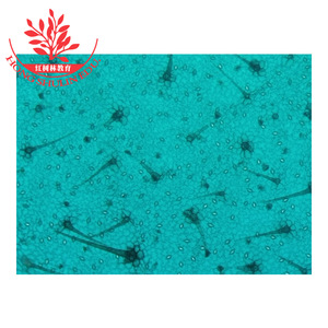 Spécimens monocotylédonaux à structures claires et typiques, accessoires de microscopie de haute qualité, lamelles de plantes dicotylédonées. - Product Image 4