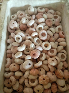 Vraies coquilles d'oursin bon marché utilisées pour la décoration de la maison de pot de fleur - Product Image 6