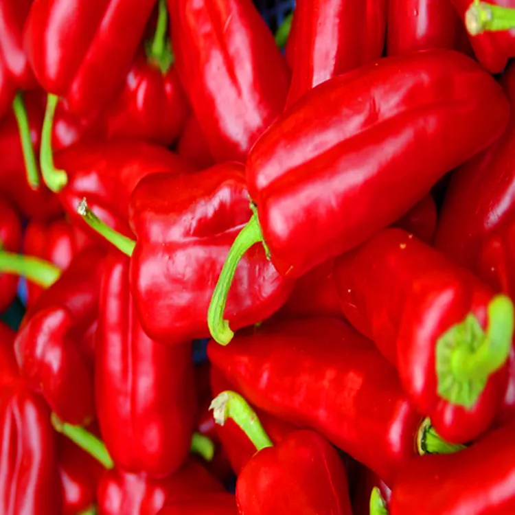 Condimento alimentare più venduto peperoncino rosso essiccato naturale 100% puro peperoncino rosso esportatore dall'india