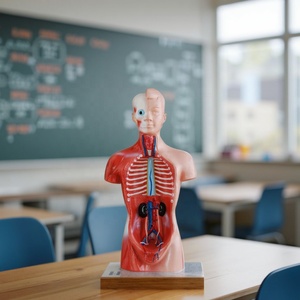 Modelo <span class=keywords><strong>de</strong></span> Torso <span class=keywords><strong>Humano</strong></span> Sin Sexo <span class=keywords><strong>de</strong></span> 26 CM, 15 <span class=keywords><strong>Partes</strong></span>, Modelo Anatómico <span class=keywords><strong>del</strong></span> <span class=keywords><strong>Cuerpo</strong></span> <span class=keywords><strong>Humano</strong></span> para Ciencias Médicas - Product Image 1