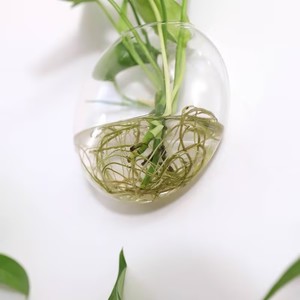 Vase suspendu <span class=keywords><strong>en</strong></span> <span class=keywords><strong>verre</strong></span> <span class=keywords><strong>pour</strong></span> plantes hydroponiques, prix d'usine, globe mural, décoration murale intérieure, affichage de verdure - Product Image 2
