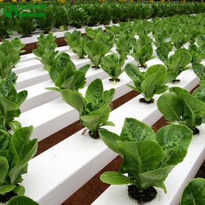 Greenhouse Hydroponic NFT Horizontal <strong>Lettuce</strong> System - Product Image 3
