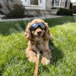 Pet Dog Goggles Full Rim <b>Plastic</b> <b>Frame</b> Spherical Polycarbonate Lens UV Protection Anti Wind Outdoor Use Small Medium Dogs - Product Image 1