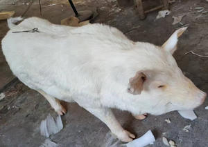 Modèle d'entraînement à l'insémination artificielle porcine Gelsonlab HSBM-531 - Product Image 3