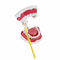 Modèle de dents de soins dentaires 2x Modèle de dents d'entraînement de la mâchoire inférieure mobile agrandie avec brosse