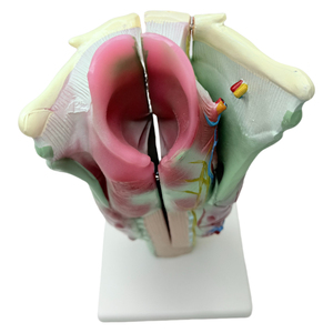 Mô Hình Mô Phỏng Khớp Thanh Quản Phóng Đại Chuyên Nghiệp Mô Hình Giải Phẫu Y Tế/Mô Hình Giải Phẫu Sinh Học - Product Image 4