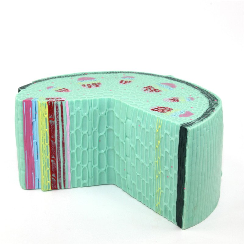 Увеличенный пластмассовый анатомический стебель dicot, модель клеток