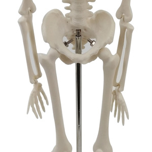 Modelos esqueléticos personalizados de 45 cm, modelos de enseñanza médica y modelos esqueléticos humanos para la enseñanza y equipos médicos. - Product Image 3