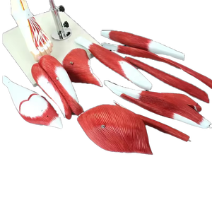 Modelo Anatómico <span class=keywords><strong>de</strong></span> Plástico <span class=keywords><strong>de</strong></span> los Músculos <span class=keywords><strong>de</strong></span> <span class=keywords><strong>la</strong></span> <span class=keywords><strong>Pierna</strong></span> <span class=keywords><strong>Humana</strong></span>, Anatomía Muscular <span class=keywords><strong>de</strong></span> <span class=keywords><strong>la</strong></span> <span class=keywords><strong>Pierna</strong></span> - Product Image 6