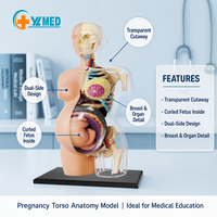 Modelo de Torso Anatómico Transparente de Embarazo Humano, Medio Cuerpo, 41 Partes, CE/ISO