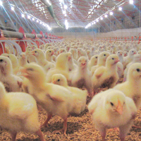 Abreuvoirs et mangeoires automatiques pour poulets, élevage avicole, maison de ferme, prix compétitif
