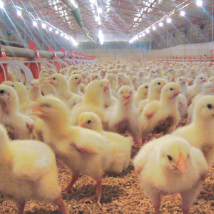 Bebederos y <span class=keywords><strong>Comederos</strong></span> Automáticos <span class=keywords><strong>para</strong></span> <span class=keywords><strong>Pollos</strong></span> <span class=keywords><strong>de</strong></span> <span class=keywords><strong>Engorde</strong></span> <span class=keywords><strong>para</strong></span> Granjas Avícolas con <span class=keywords><strong>Precio</strong></span> Competitivo - Product Image 3