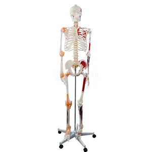 SUNNYMED Modelo de Esqueleto Humano de 180cm con Vaso Sanguíneo Pintado de Bajo Costo para Educación Médica