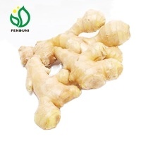 Gingembre frais biologique de Chine Anqiu/Laiwu (séché à l'air, qualité A, carton de 10 kg)
