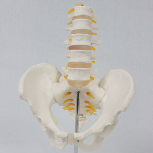 Vérètes lombaires sur mesure en 5 sections avec attaches du nerf pelvien, colonne lombaire humaine simulée, pour l'enseignement et la démonstration - Product Image 1