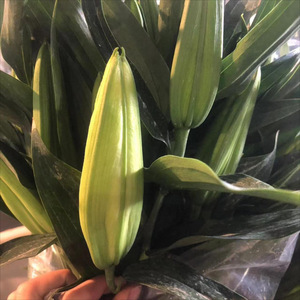 Lirios Blancos Perfumados sin Pétalos, Venta al por Mayor desde Kunming, Yunnan, para San Valentín/Día de la Madre/Navidad, Decoración del Hogar, Uso en el Cabello - Product Image 3