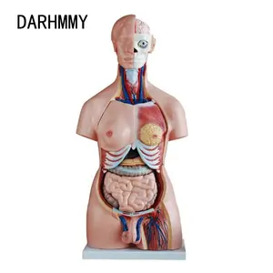 Darh85 85CM Unisex Torso anatomi modeli 40 parça tıbbi bilim ürünü