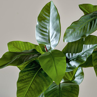 Arbre Bonsaï Artificiel Décoratif d'Intérieur Réaliste de 183 cm de Haut, Feuilles Vertes Artificielles en Pot pour Mariage, Style Simulation