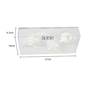 Modèle d'échantillon squelettique de lapin J43106, équipement d'expérimentation biologique pour collèges, échantillons biologiques pour collèges - Product Image 2