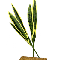Arbre d'agave décoratif d'intérieur sansevieria, plante de serpent, feuilles vertes pour la décoration de bonsaï