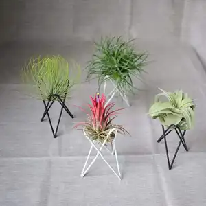 Simple ราคาถูกลวดเหล็กผู้ถือ Air พืช tillandsia Holder