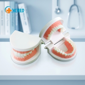Modelo de diente dental para enseñanza de ciencia médica, modelo de dientes para niños, práctica de cepillado dental y oral - Product Image 1