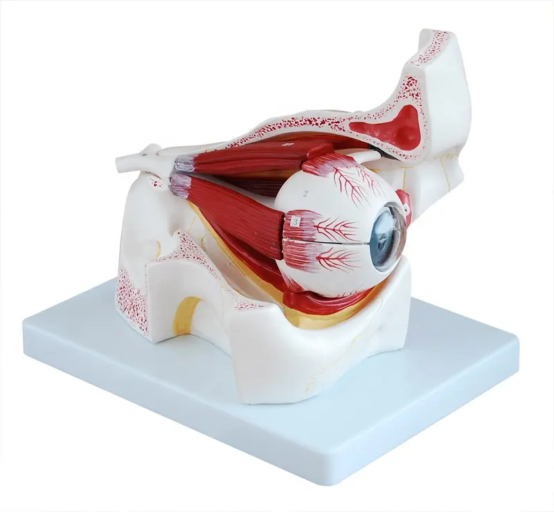 FORESTEDU Anatomical Model Enlarged 3 Times Human Educational Equipment Anatomical Human Eyeball Model