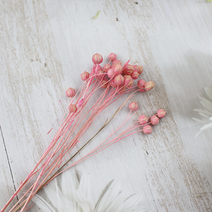 Flores decorativas, suministro de floristería, Frijol de Acacia, semilla de lino en conserva seca, ramo de frutas, ramo de Linum, frijol de lino, fruta - Product Image 4