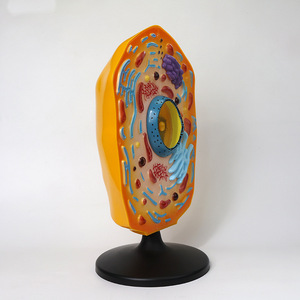 Sinh học dụng cụ giảng dạy thiết bị giáo dục có thể tháo rời phóng to Kích thước mô hình tế bào động vật sinh học giảng dạy Tài Nguyên - Product Image 4