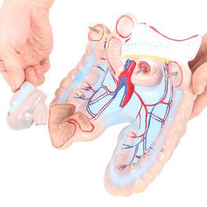 Equipo de ayuda para enseñanza de órganos médicos, esqueleto, cuerpo médico, anatomía, <span class=keywords><strong>torso</strong></span> humano - Product Image 2