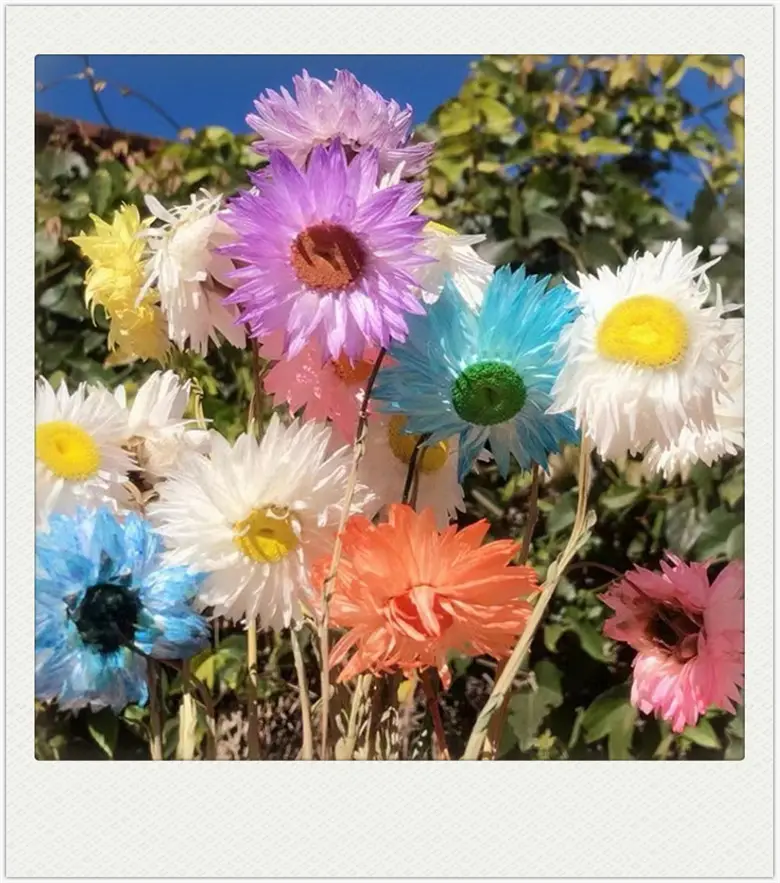 S02541 보존 된 꽃 재료 국화 장식 꽃과 식물 말린 데이지 영원한 helichrysum 말린 꽃