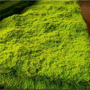 인테리어 사무실 장식 보존 된 이끼 벽 홈 장식 극 순록 이끼 패널 보존 된 이끼 패널 공장 공급 업체 - Product Image 6