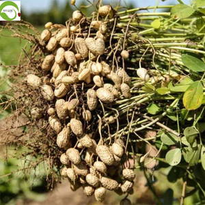 Высококачественные очищенные сырые сушеные ядра арахиса для снеков по гарантированно выгодной цене - Product Image 4