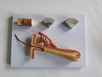 Science médicale cheveux dissection médicale cheveux filles école de médecine examen génétique expérimental modèle essentiel