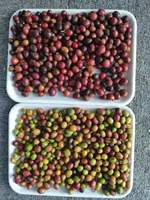 Natte Kersen Kleur Sorteermachine Voor Rode, Gele, Zwarte En Groene Kersen Fruit Kleur Sorteren Met Beste Sorteernauwkeurigheid