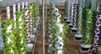 Tour hydroponique à 7 niveaux avec éclairage LED, ferme verticale compacte avec lumière de culture intégrée pour légumes-feuilles et herbes