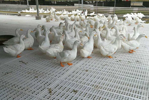Wqxm Suelo <span class=keywords><strong>de</strong></span> Plástico Blanco para Gallineros <span class=keywords><strong>de</strong></span> Engorde o Jaulas <span class=keywords><strong>de</strong></span> Pollo - Product Image 5