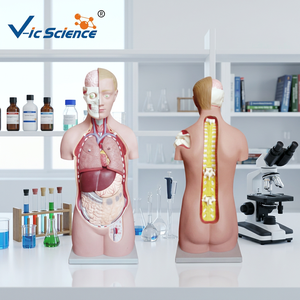 Maniquí de Torso Asexuado de Cabeza Fija, Modelo Anatómico para Entrenamiento Médico, Material de PVC para Escuelas <span class=keywords><strong>y</strong></span> Hospitales - Product Image 4
