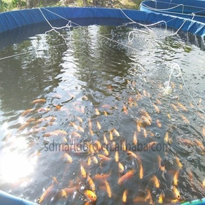 Bassin d'élevage commercial de tilapias, structure en acier galvanisé, revêtement en PVC, bassin rond pour aquaculture intensive en recirculation (<span class=keywords><strong>RAS</strong></span>) - Product Image 6