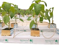 Sacs de culture intérieure organique et secs, 24 pièces, emballages utiles pour la croissance de fruits de Coco