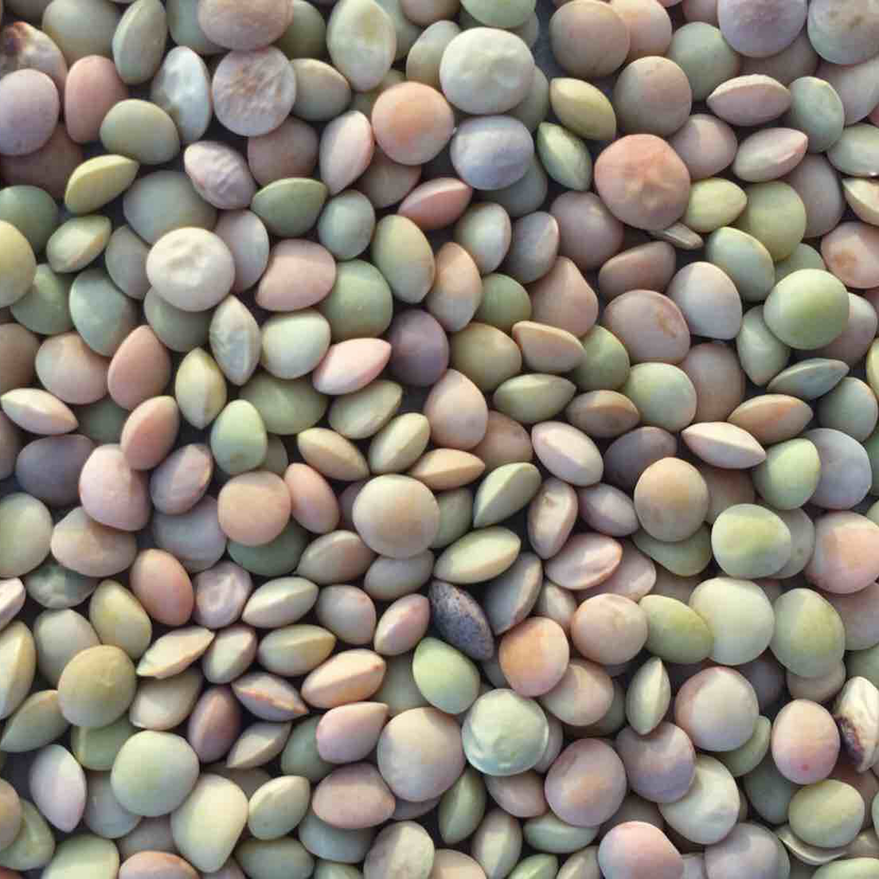 Китай зеленый красный чечевицы для продажи хороший вкус каша
