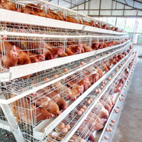 Cage à batterie pour volailles de type A, cage pour poules pondeuses, équipement d'élevage de poulets, conception pour la production d'œufs